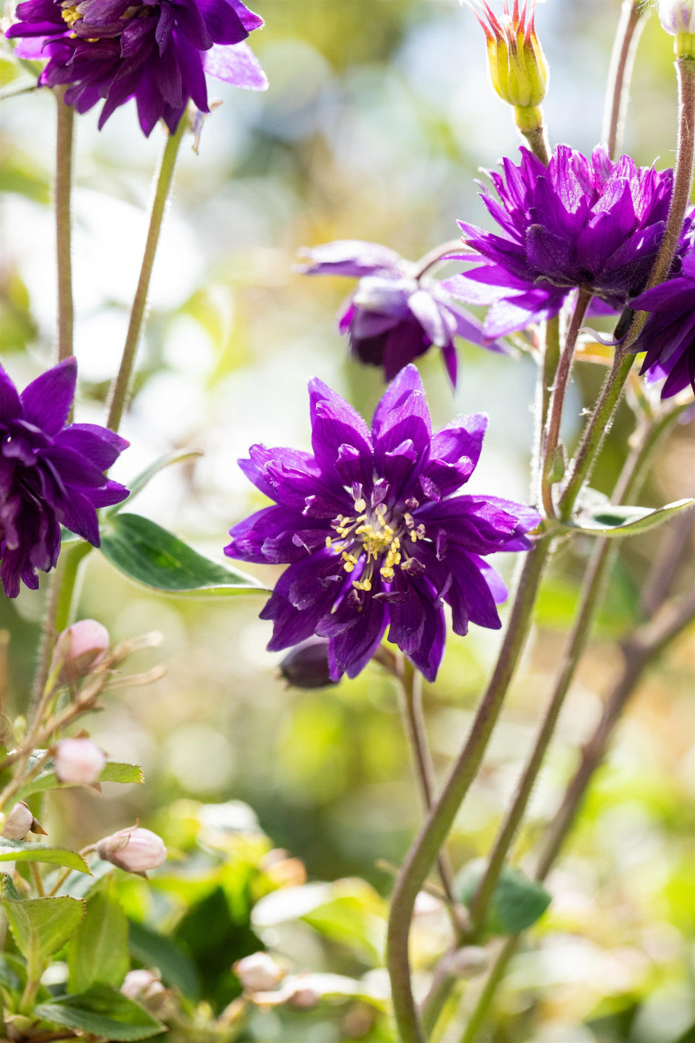 Aquilegia vulgaris 'Blue Barlow' (Synonym)