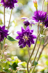 Aquilegia vulgaris 'Blue Barlow'; hier mit Blüte; schneckensicher (schneckenresistent); Einsatzmöglichkeit z.B. : Beet;;ab 0,00 Euro