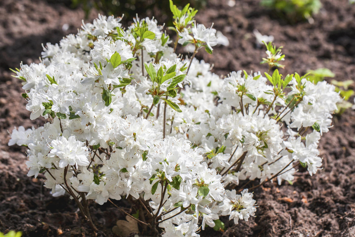 Rhododendron obt. 'Schneewittchen' mit Blüte, erhältlich von 30-40 bis 40-50 cm; Einsatz: ;;ab 31,20 Euro