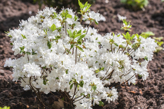 Rhododendron obt. 'Schneewittchen' mit Blüte, erhältlich von 30-40 bis 40-50 cm; Einsatz: ;;ab 31,20 Euro