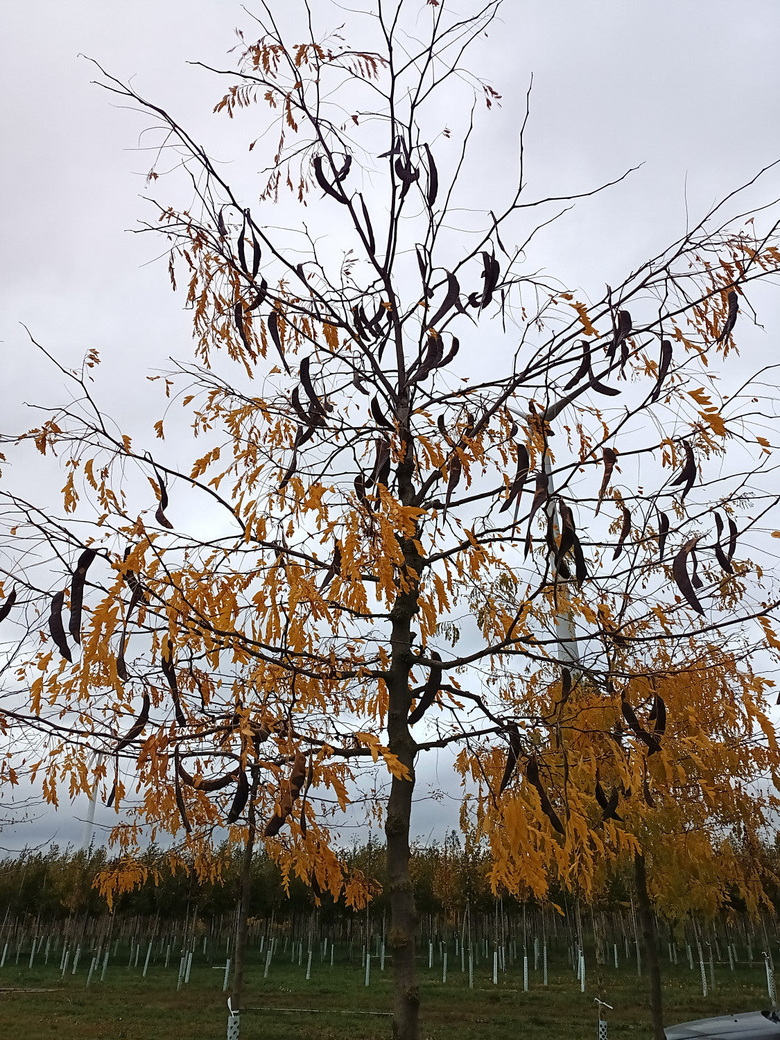 Dornenloser Lederhülsenbaum; mit Früchten/Fruchtbehang; schnellwachsend; Einsatzmöglichkeit z.B. : Parkbaum; erhältlich von 270-330 bis 450-650 cm;;hier kaufen