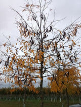 Dornenloser Lederhülsenbaum; mit Früchten/Fruchtbehang; schnellwachsend; Einsatzmöglichkeit z.B. : Parkbaum; erhältlich von 270-330 bis 450-650 cm;;hier kaufen