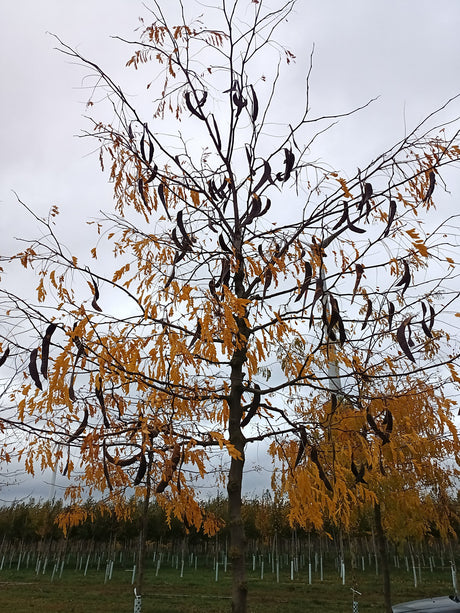 Dornenloser Lederhülsenbaum; mit Früchten/Fruchtbehang; schnellwachsend; Einsatzmöglichkeit z.B. : Parkbaum; erhältlich von 270-330 bis 450-650 cm;;hier kaufen