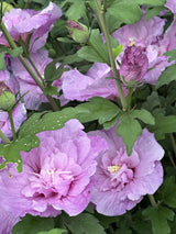 Hibiscus syriacus 'Lavender Chiffon'; hier mit Blüte; lange Blütezeit; Einsatzmöglichkeit z.B. : Zierstrauch; verfügbar in 12 Größen und Varianten;;ab 33,30 Euro