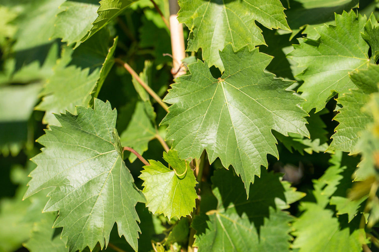 Vitis 'Bianca' mit Sommerbelaubung, erhältlich von 80-100 bis 80-100 cm; Einsatz: ;;ab 25,90 Euro
