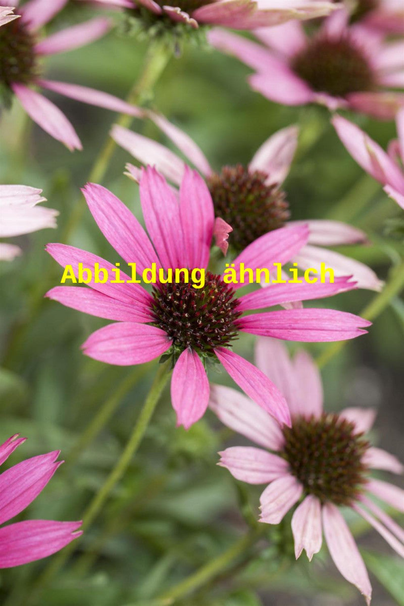 Echinacea tennesseensis 'Rocky Top' (Tennessee-Garten-Scheinsonnenhut)