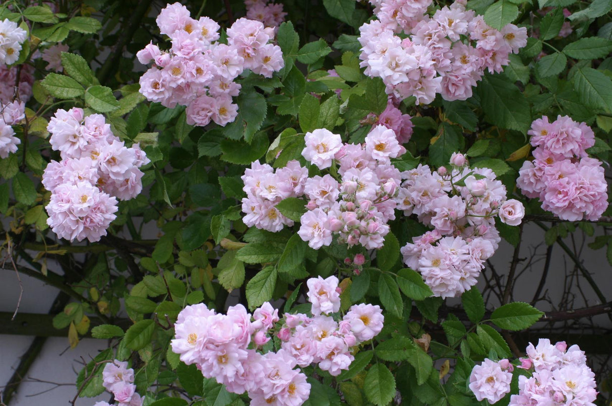 Rosa 'Bonny' KL mit Blüte; Einsatz: ;;ab 11,80 Euro