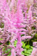 Astilbe x arendsii 'Amethyst'; hier mit Blüte; lange Blütezeit; Einsatzmöglichkeit z.B. : Rabatten;;ab 0,00 Euro