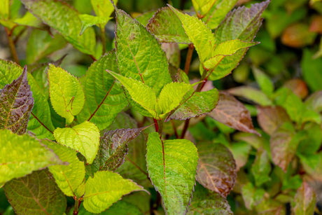 Kleinwüchs. Gartenhortensie 'Preziosa' mit Belaubung, verfügbar in 2 Größen und Varianten; Einsatz: Beetpflanzefarbwechsel der Blüten;;hier kaufen