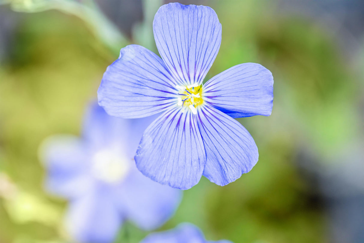 Linum perenne 'Nanum Saphir' mit Blüte; Einsatz: ;;ab 3,45 Euro