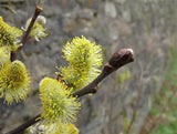 Salix aurita; hier mit Blüte; pioniergehölz; Einsatzmöglichkeit z.B. : Pioniergehölz; verfügbar in 11 Größen und Varianten;;ab 2,72 Euro