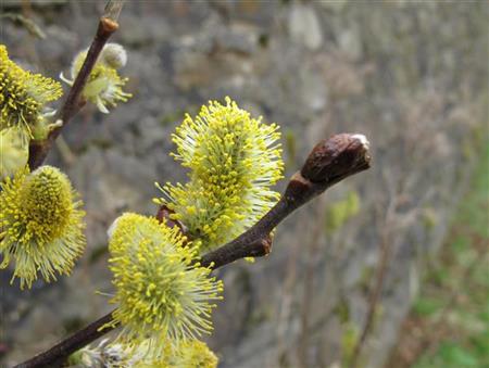 Salix aurita mit Blüte, erhältlich von 40-70 bis 100-150 cm; Einsatz: ;;ab 1,95 Euro