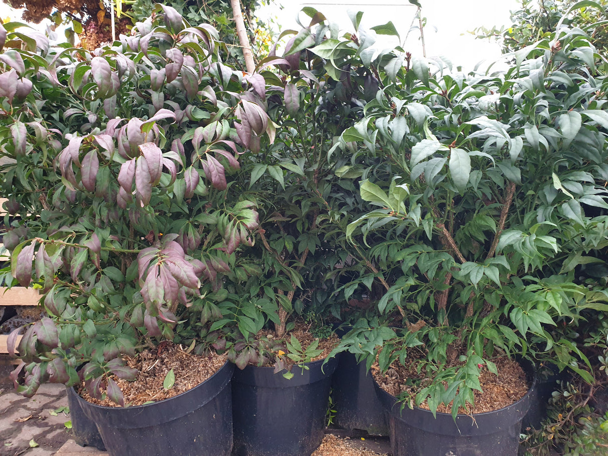 Euonymus alatus 'Compactus'; vorbereitet für Versand; schnittverträglich; Einsatzmöglichkeit z.B. : Heckenpflanze;;mit zeitnaher Lieferung