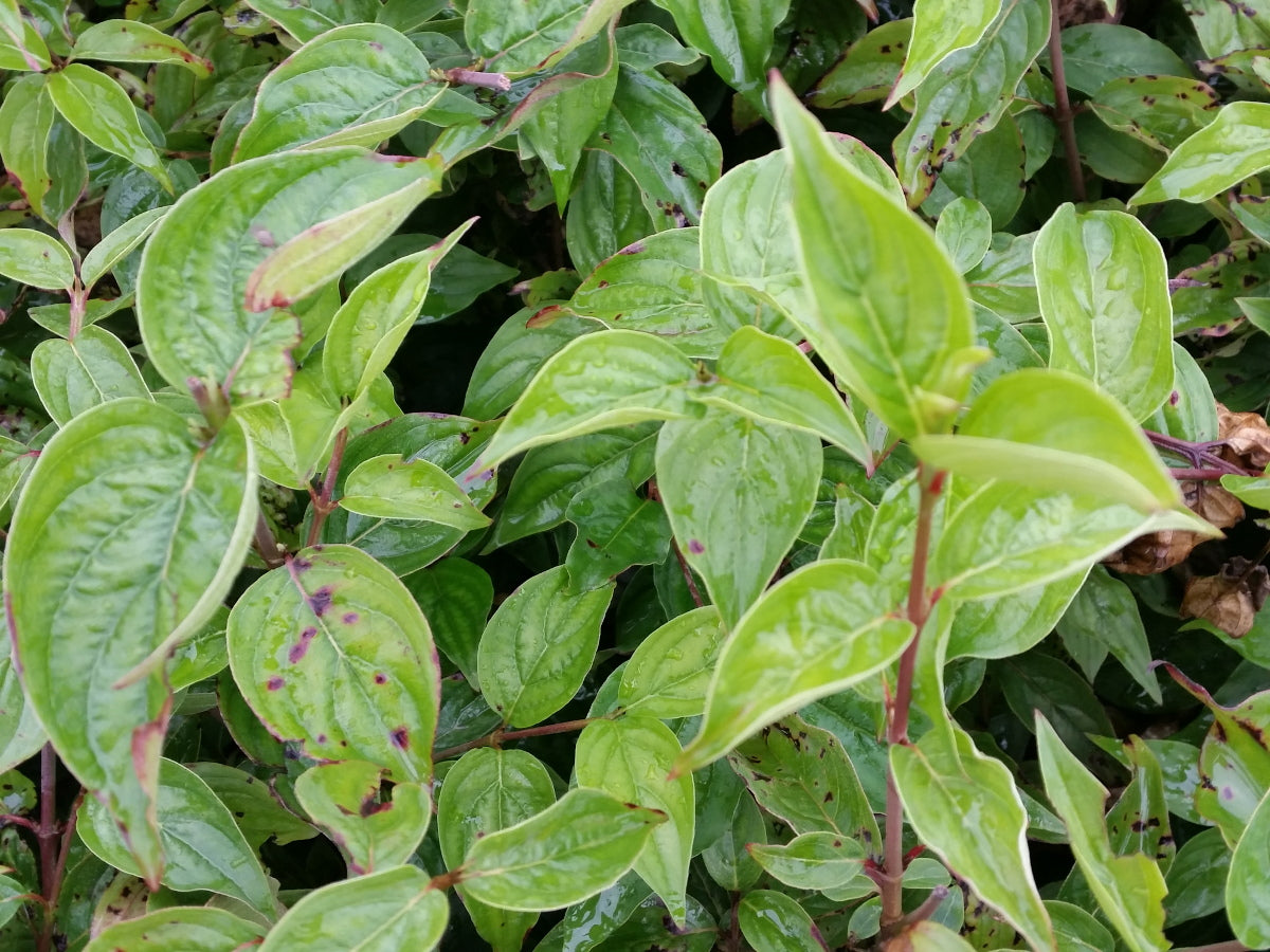Cornus mas VkG 1, 2, 3, 4, 5, 6 mit Sommerbelaubung; Einsatz: Klimabaum;;ab 3,25 Euro