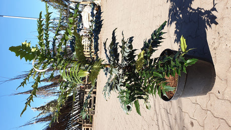 Mahonia media 'Winter Sun'; vorbereitet für Versand; duftend; Einsatzmöglichkeit z.B. : Gruppenpflanzung;;mit zeitnaher Lieferung