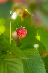 Rubus id. 'Tulameen'; mit Früchten/Fruchtbehang; winterhart; Einsatzmöglichkeit z.B. : Beerenobst;;ab 23,00 Euro