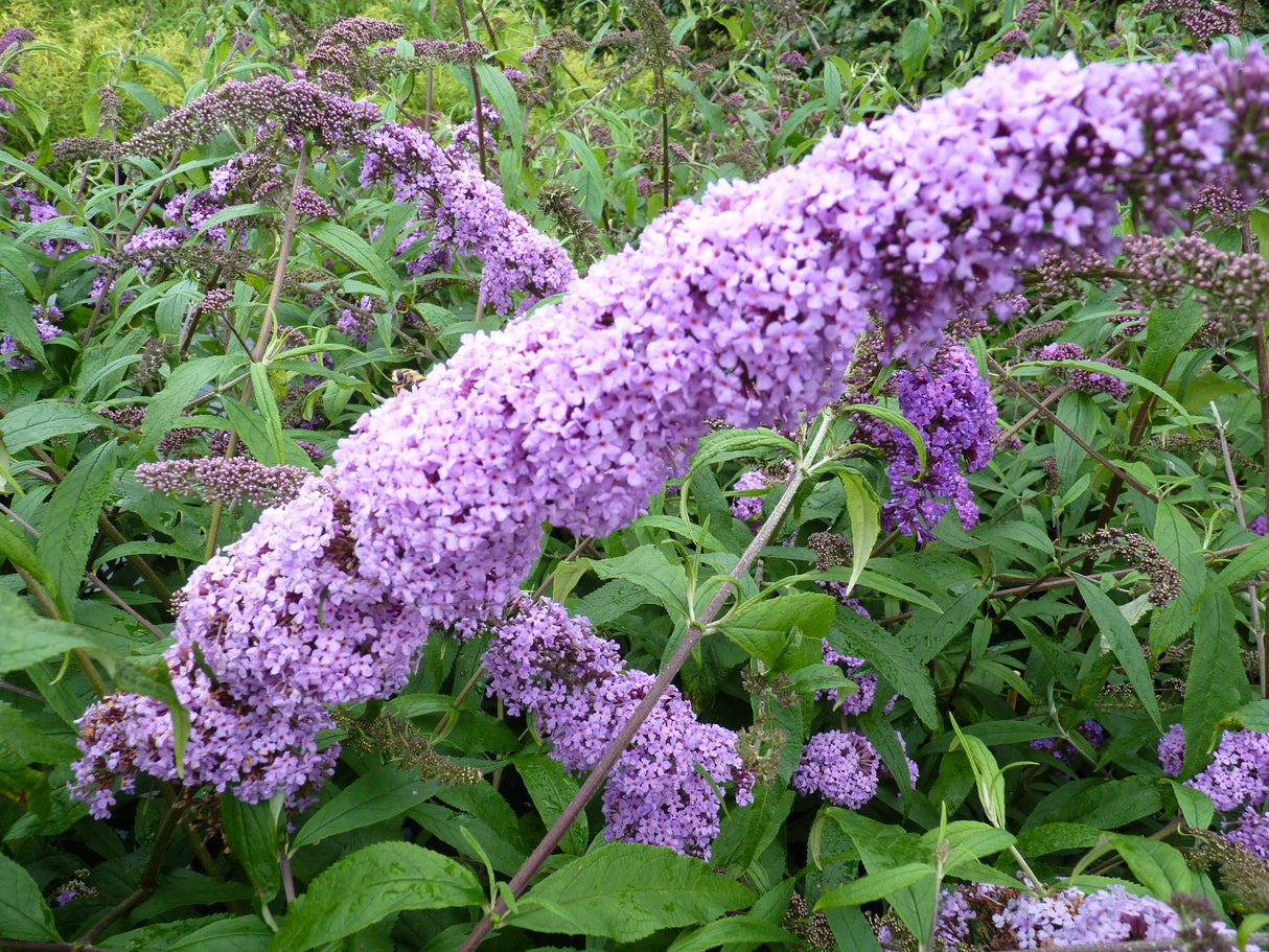 buddleia davidii 'purple prince' mit Blüte, erhältlich als: Solitär; Einsatz: Schmetterlingsstrauchschnellwüchsig;;günstig mit Qualität