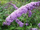 buddleia davidii 'purple prince' mit Blüte, erhältlich als: Solitär; Einsatz: Schmetterlingsstrauchschnellwüchsig;;günstig mit Qualität