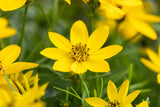 Coreopsis tripteris; bienenfreundlich;;ab 0,00 Euro