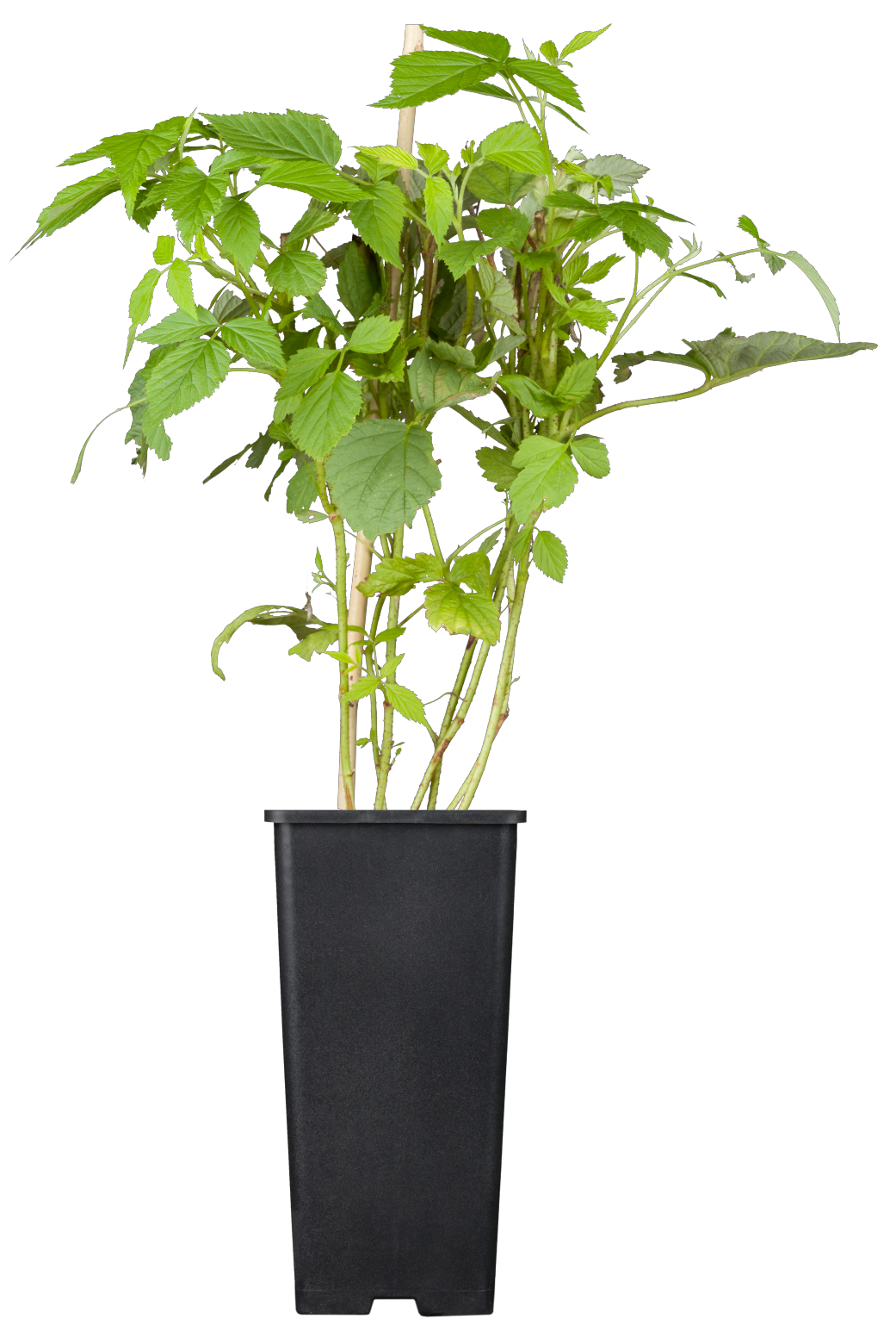 Rubus id. 'ZEFA 3 Herbsternte' (Himbeere 'ZEFA 3 Herbsternte')