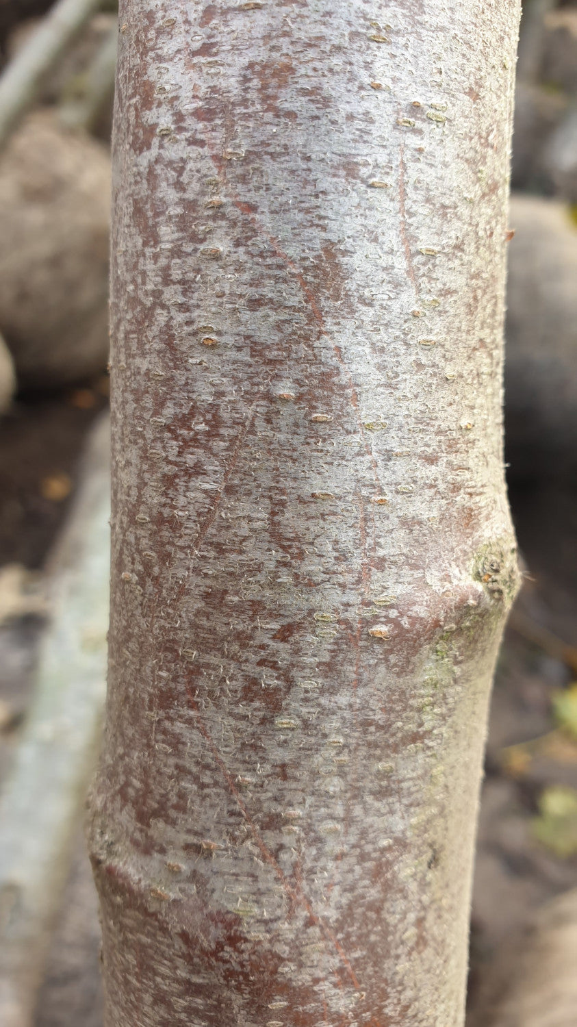 Prunus dom. 'Ortenauer' (Zwetsche 'Ortenauer' mittelspät)