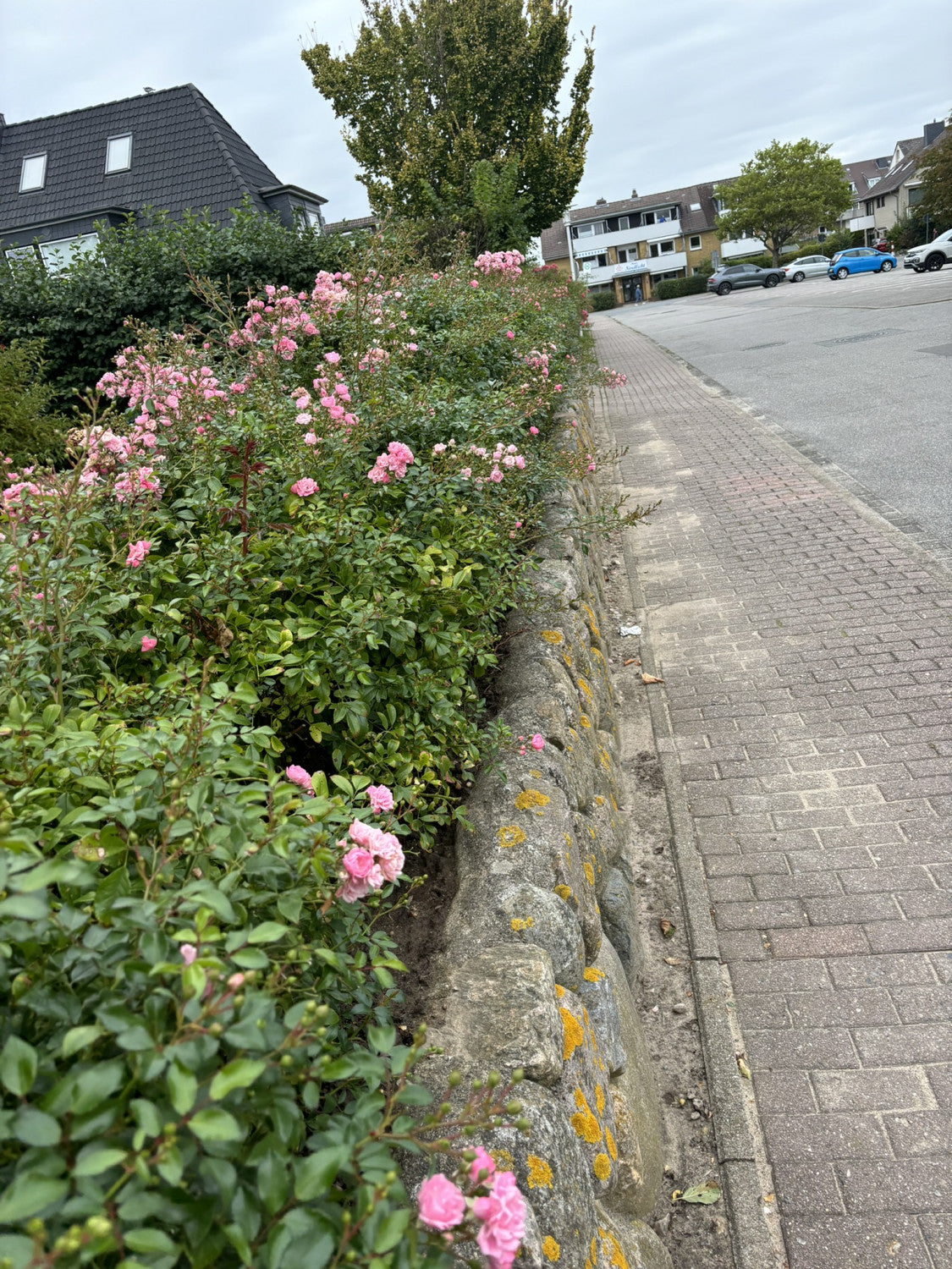 Rosa 'The Fairy' BDR als Hecke;;Pflanzen vom Profi