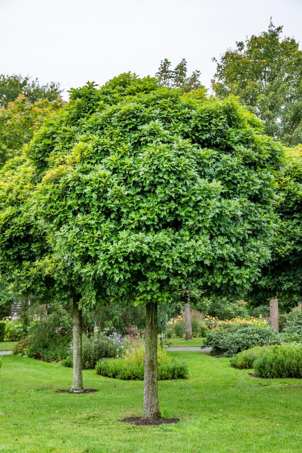 Quercus palustris 'Green Dwarf' als Pflanze im Beet, erhältlich von 270-330 bis 450-650 cm; Einsatz: ;;ab 675,00 Euro