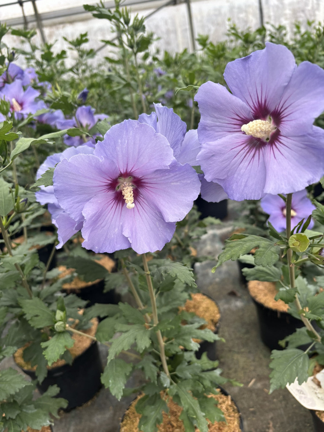 Hibiscus syriacus 'Blue Bird' , erhältlich von 40-60 bis 200-250 cm;;ab 24,60 Euro