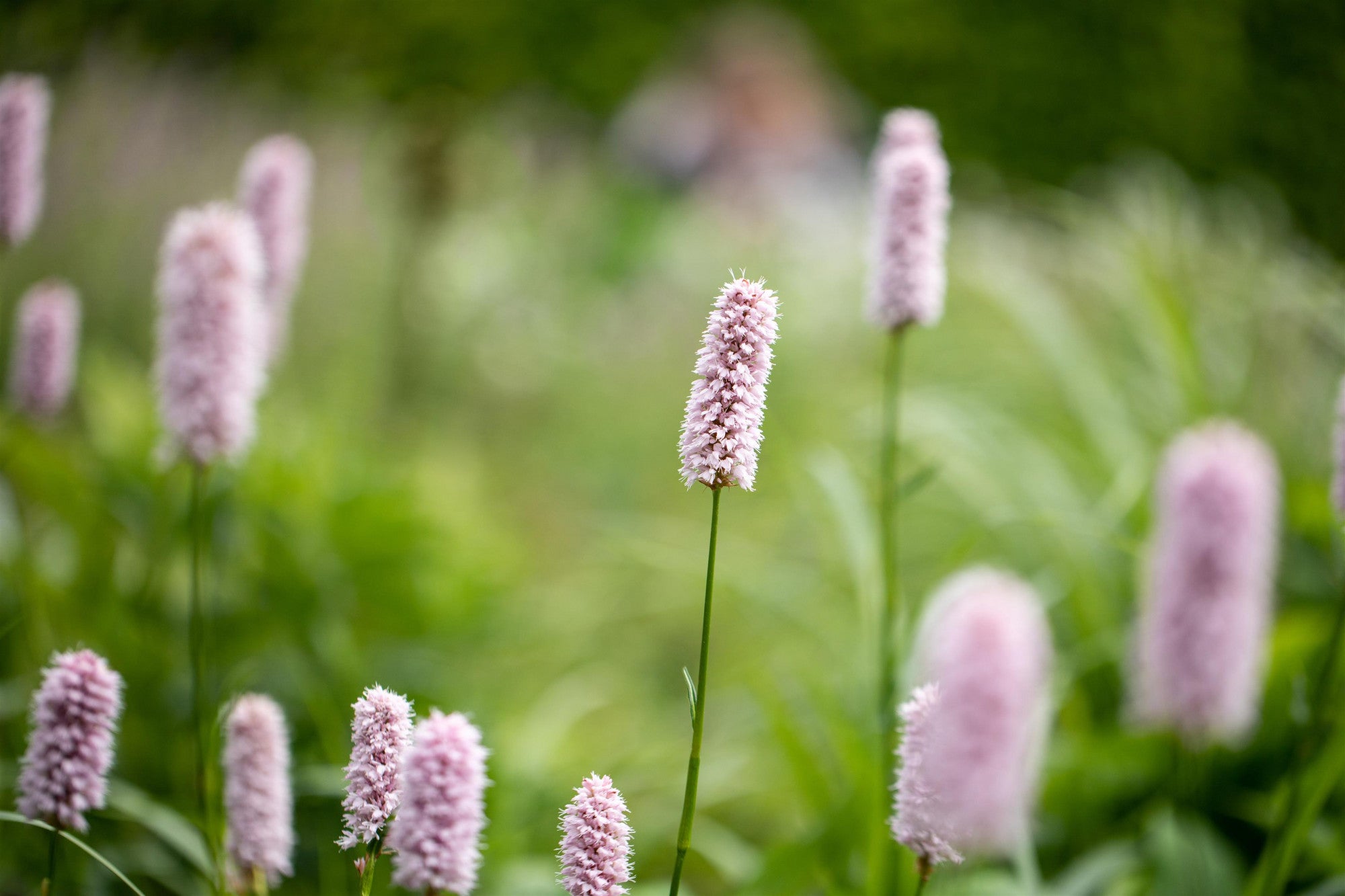 Bistorta affinis 'Superba' (Garten-Scheckenknöterich)
