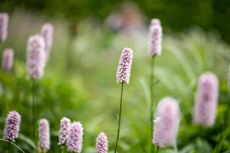 Bistorta affinis 'Superba' mit Blüte; Einsatz: ;;ab 3,50 Euro