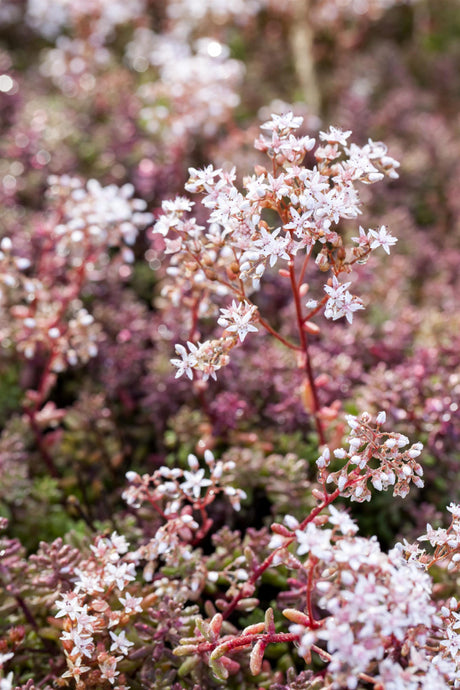 Sedum album 'Coral Carpet' mit Blüte; Einsatz: ;;ab 3,10 Euro