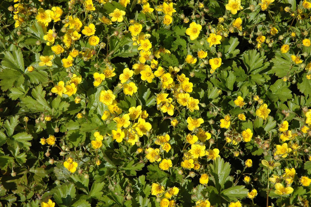 Dreiblättrige Waldsteinie als Pflanze im Beet; Einsatz: Beeteinfassungwintergrün;;günstig mit Qualität