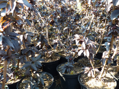 Sambucus nigra f. porphyrophylla 'Black Tower'; als Pflanze im Beet; dekoratives Laub; Einsatzmöglichkeit z.B. : Solitärpflanze;;mit zeitnaher Lieferung