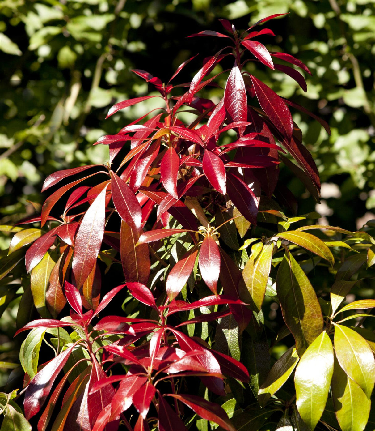Pieris japonica 'Red Mill' , erhältlich von 20-25 bis 80-100 cm;;ab 17,40 Euro