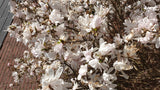 Magnolia stellata 'Royal Star' mit Blüte; Einsatz: Vorgartenduftende Blüten;;mit zeitnaher Lieferung