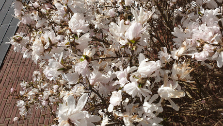 Sternmagnolie Royal Star; hier mit Blüte; duftende Blüten; Einsatzmöglichkeit z.B. : Vorgarten;;günstig mit Qualität