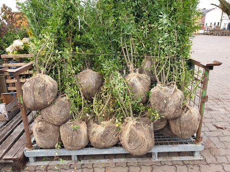 Ligustrum vulgare 'Atrovirens'; hier als Ballenpflanze; industriefest und hart; Einsatzmöglichkeit z.B. : Solitärpflanze;;ab 0,00 Euro