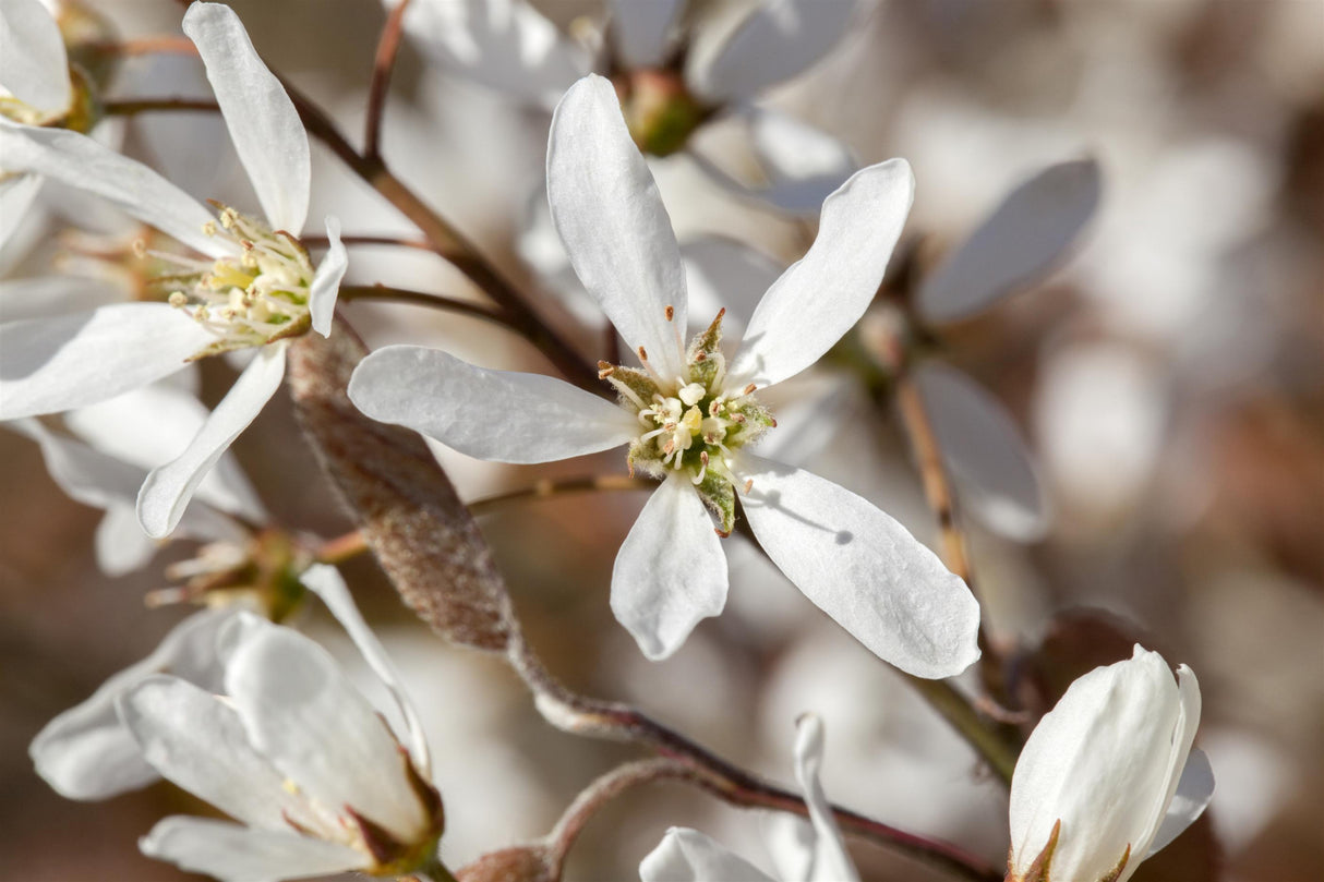 Felsenmispel mit Blüte, erhältlich als: Hochstamm, verschulte Sträucher, Solitär; Einsatz: Zierstrauchattraktive Herbstfärbung;;günstig mit Qualität