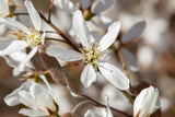 Felsenmispel mit Blüte, erhältlich als: Hochstamm, verschulte Sträucher, Solitär; Einsatz: Zierstrauchattraktive Herbstfärbung;;günstig mit Qualität