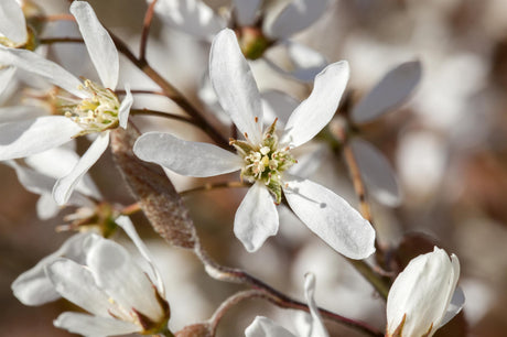 Felsenmispel; hier mit Blüte; essbare Früchte; Einsatzmöglichkeit z.B. : Solitärpflanze; erhältlich mit Stammumfang von 12-14 bis 20-25 cm;;günstig mit Qualität