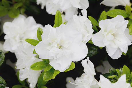 Rhododendron obt. 'Schneeperle' mit Blüte, erhältlich von 25-30 bis 40-50 cm; Einsatz: ;;ab 19,80 Euro