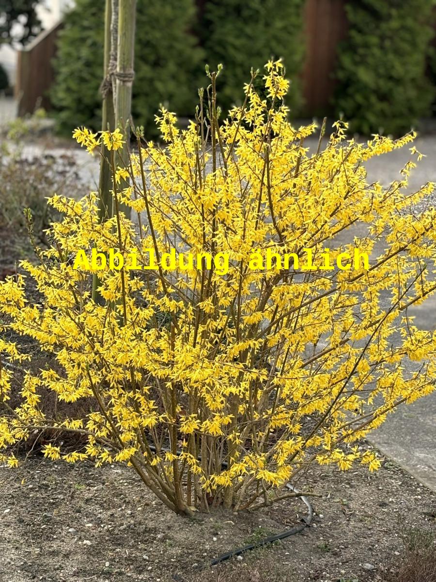 Forsythia 'Spring Glory' (Forsythie 'Spring Glory')