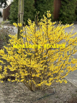 Genaues Foto für Forsythia 'Spring Glory' folgt; dieses ähnliche Bild dient der Illustration von Forsythie 'Spring Glory'
