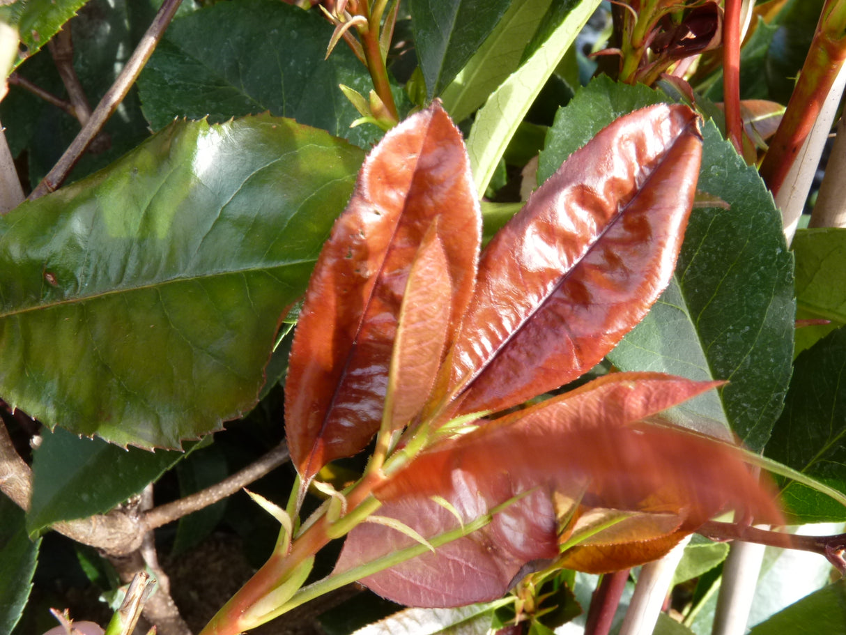 Photinia Red Robin pflegeleicht;;mit zeitnaher Lieferung