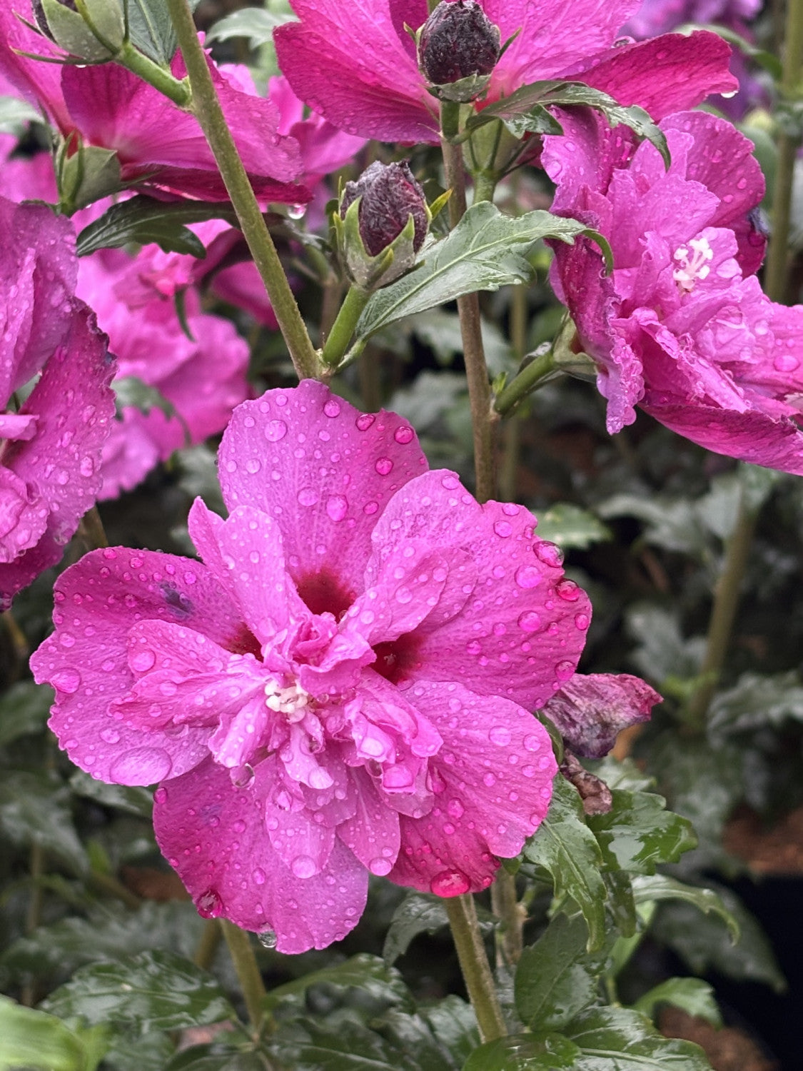 Hibiscus syriacus 'Magenta Chiffon' (Garteneibisch 'Magenta Chiffon')