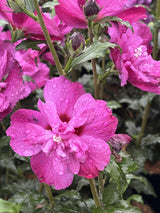 Hibiscus syriacus 'Magenta Chiffon'; hier mit Blüte; winterhart; Einsatzmöglichkeit z.B. : Solitär; verfügbar in 7 Größen und Varianten;;ab 67,10 Euro