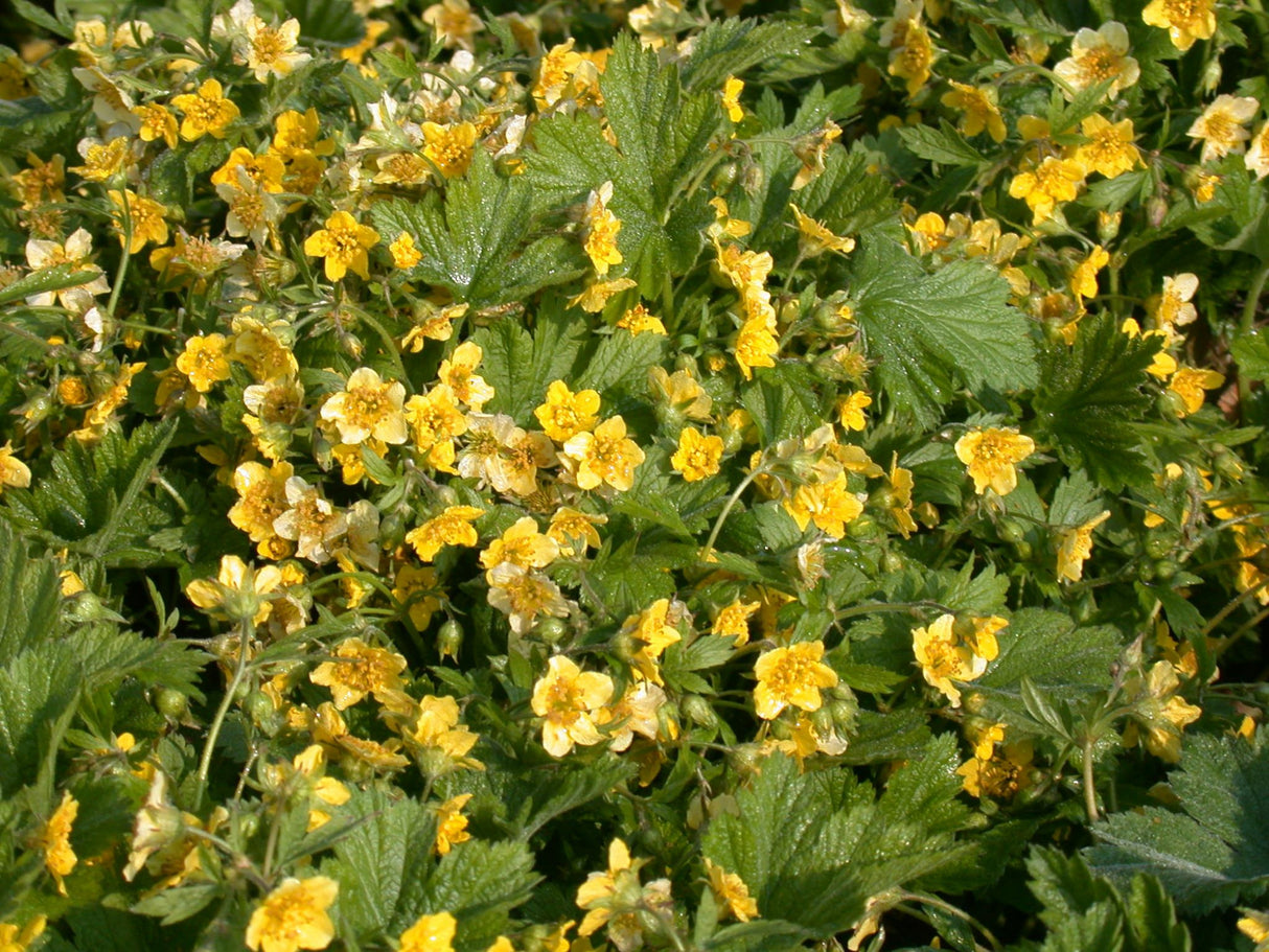 Waldsteinia geoides mit Blüte; Einsatz: ;;ab 3,10 Euro