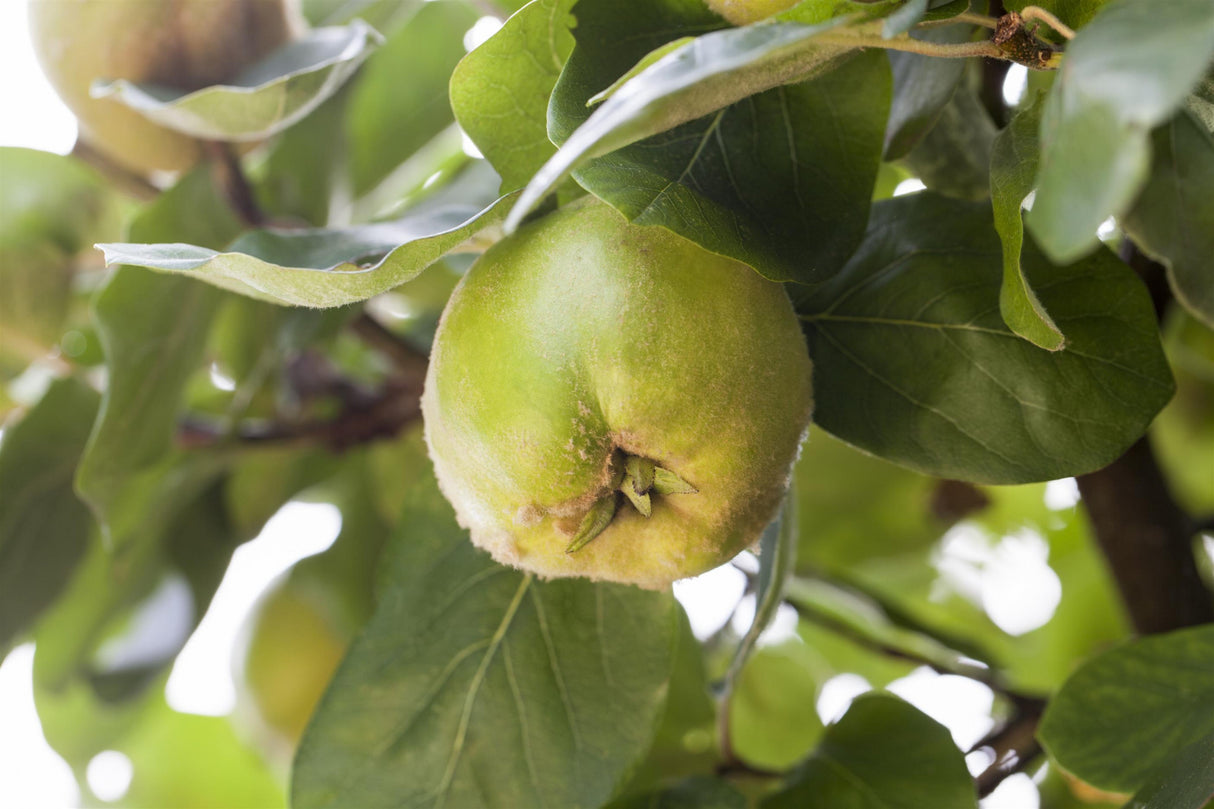 Quitte 'Konstantinopeler Apfelquitte' mit Früchten, verfügbar in 16 Größen und Varianten; Einsatz: Obstgartenwinterhart;;hier kaufen