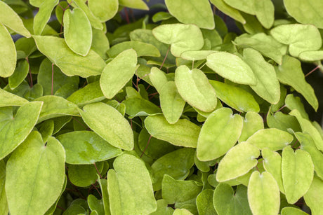 Epimedium x rubrum als Pflanze im Beet; Einsatz: ;;ab 5,00 Euro