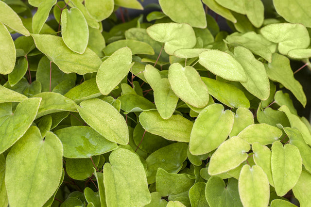 Epimedium x rubrum als Pflanze im Beet; Einsatz: ;;ab 5,00 Euro